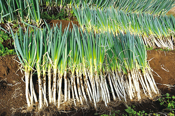 平塚の土ねぎ出荷最盛期 みずみずしいまま食卓へ | 地域情報紙・湘南